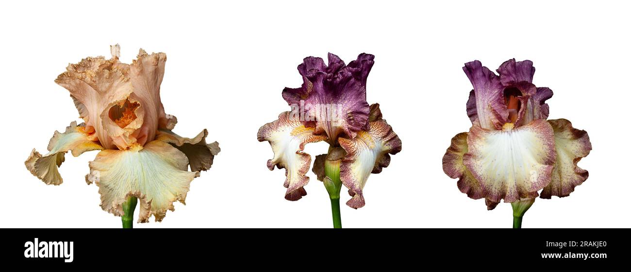 Conjunto de flores de iris floridas aisladas sobre fondo blanco. Fleur-de-lis, flore-de-luce banner, papel tapiz. Foto de stock