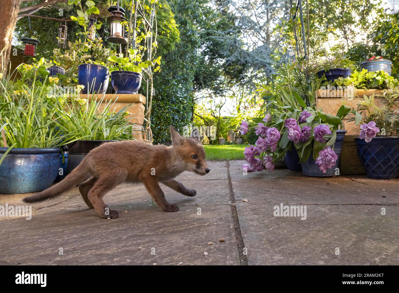 Zorro rojo Vulpes Vulpes, cachorro investigando el jardín urbano, Weston-Super-Mare, Somerset, Reino Unido, mayo Foto de stock