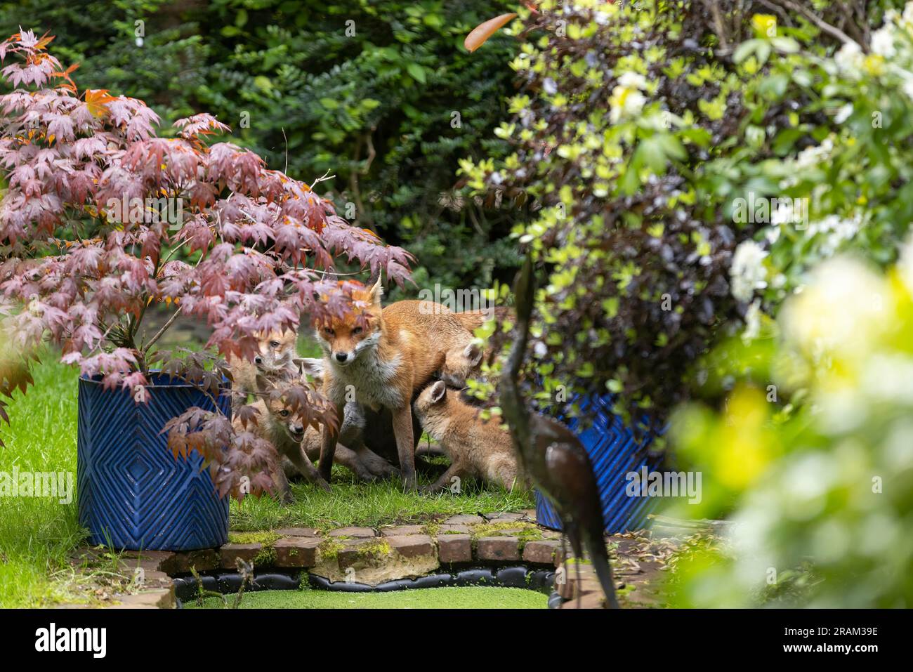 Zorro rojo Vulpes vulpes, madre cachorros lactantes en el jardín urbano, Weston-Super-Mare, Somerset, Reino Unido, mayo Foto de stock