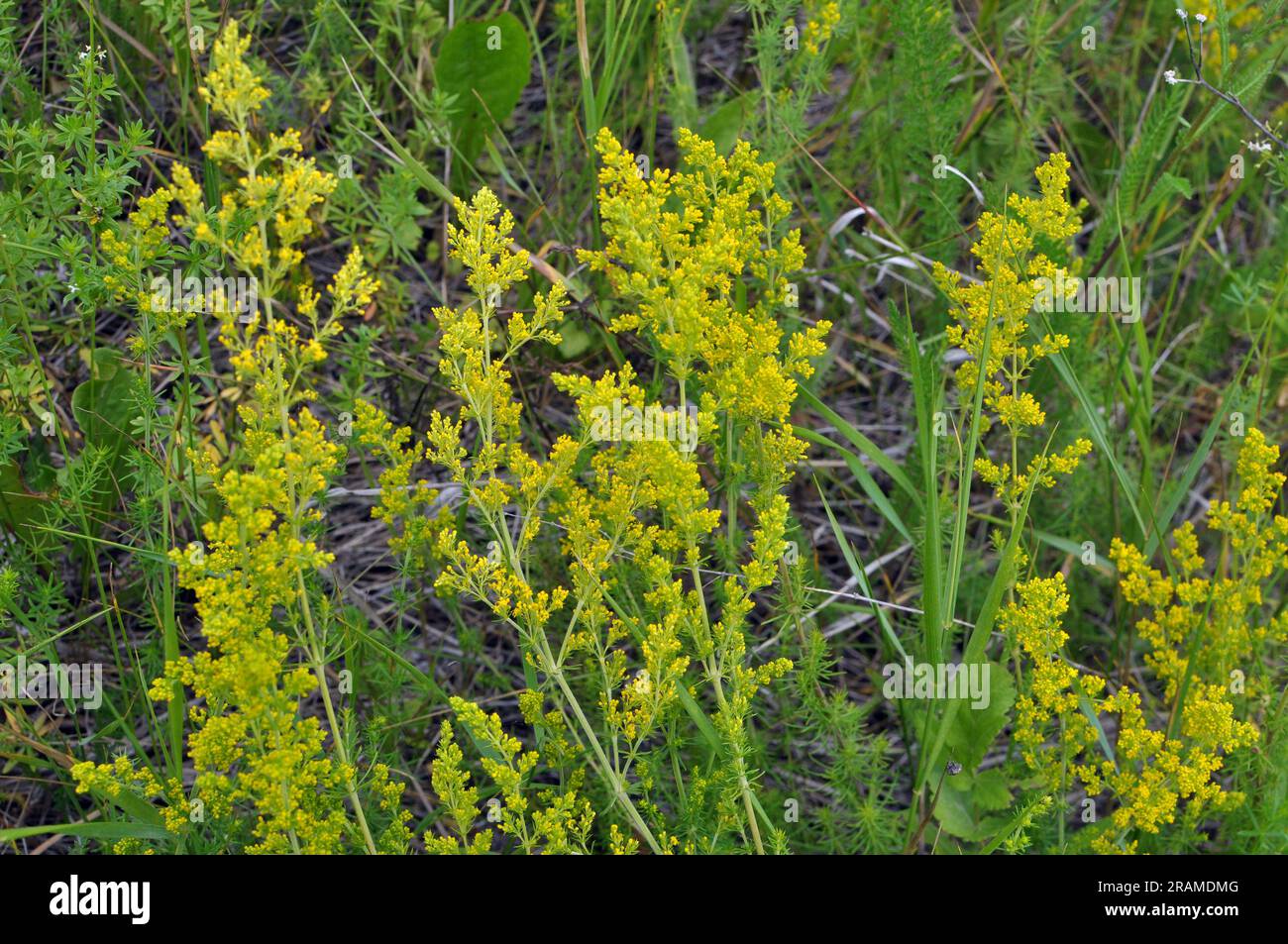 Galium verum crece entre las hierbas en la naturaleza Foto de stock