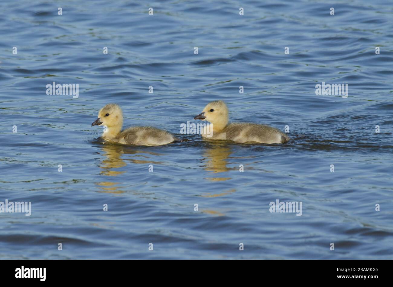 Gansos de Canadá, Branta canadensis, goslings nadando Foto de stock