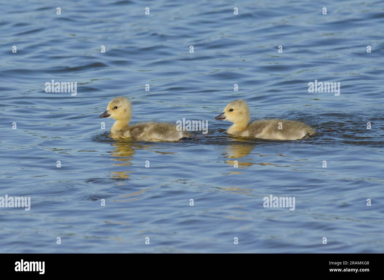 Gansos de Canadá, Branta canadensis, goslings nadando Foto de stock