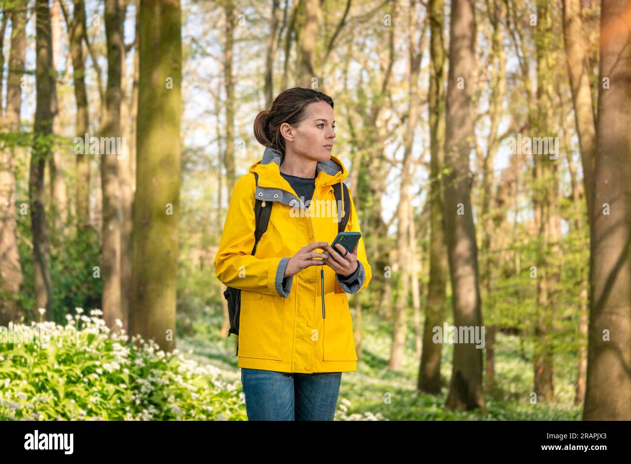 Mujer con un abrigo amarillo caminando por el bosque revisando su teléfono, mapa en línea. Foto de stock