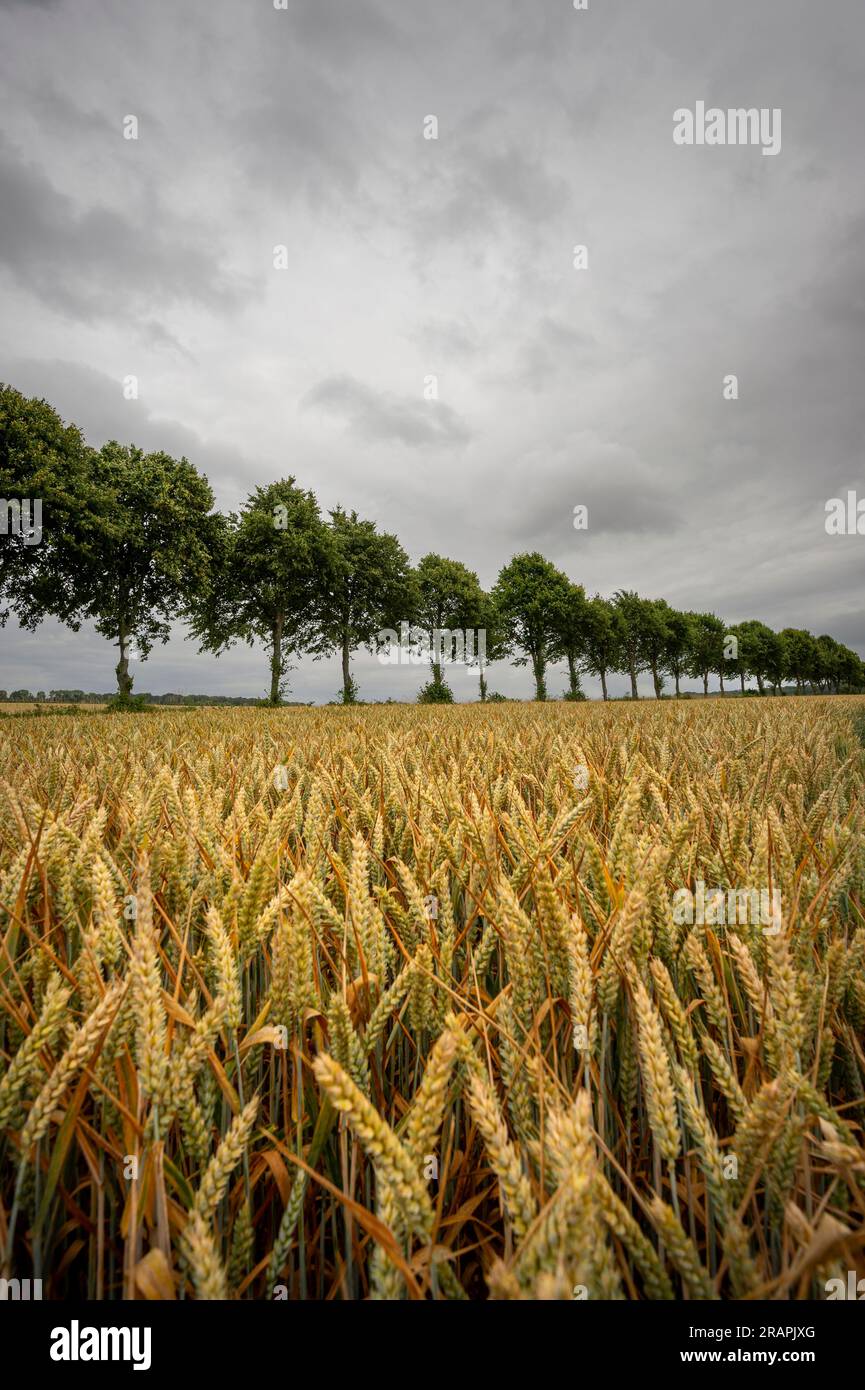 Tierras de cultivo. Campo de trigo bajo un cielo malhumorado Foto de stock