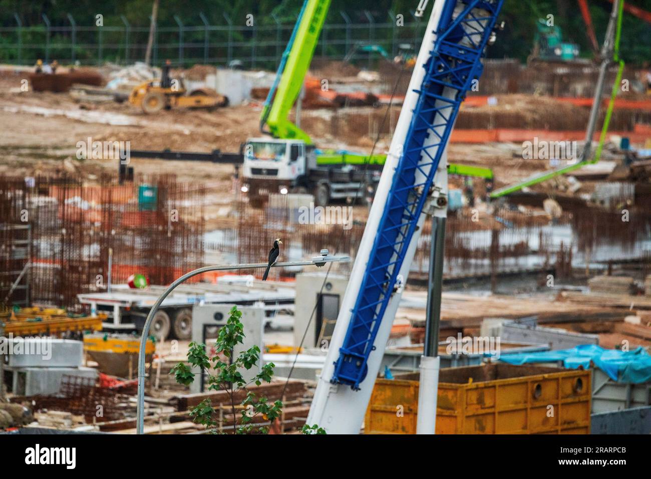 Adulto macho oriental pied hornbill observa la construcción de Costa Grove, una urbanización pública en Singapur, desde una farola. Foto de stock