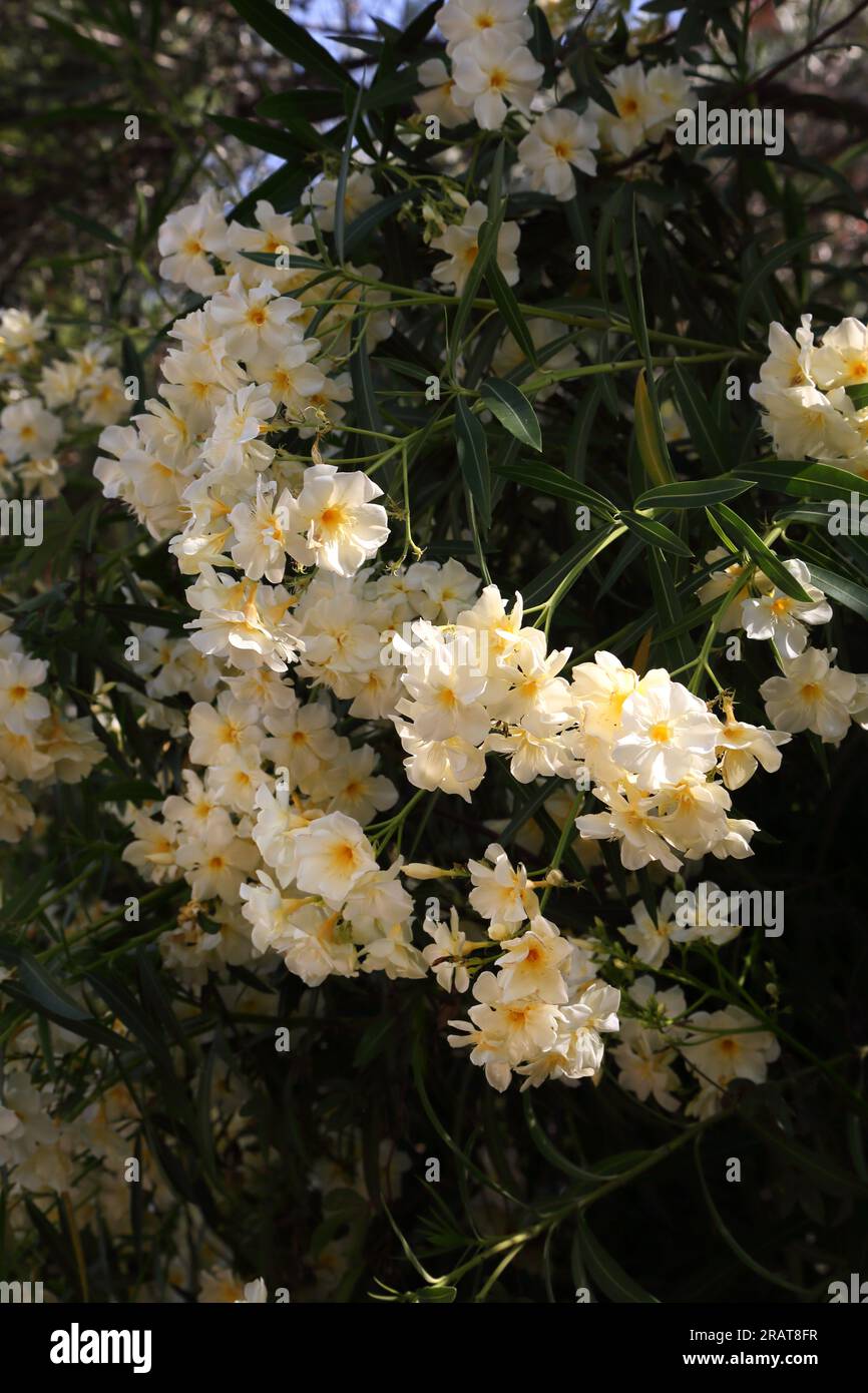 Vouliagmeni Attica Grecia White Blossoms en primavera Foto de stock
