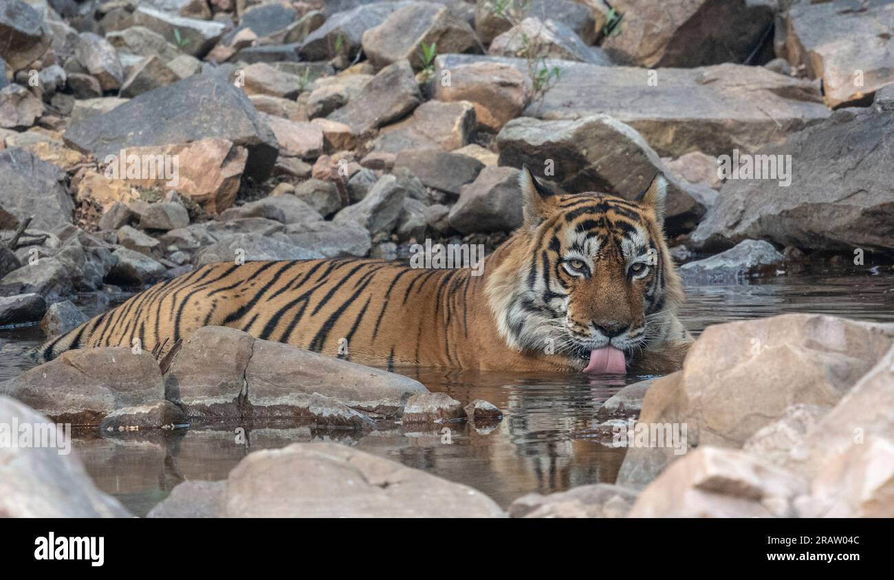 Tigre de Bengala en el Parque Nacional de Ranthambore en la India. Foto de stock