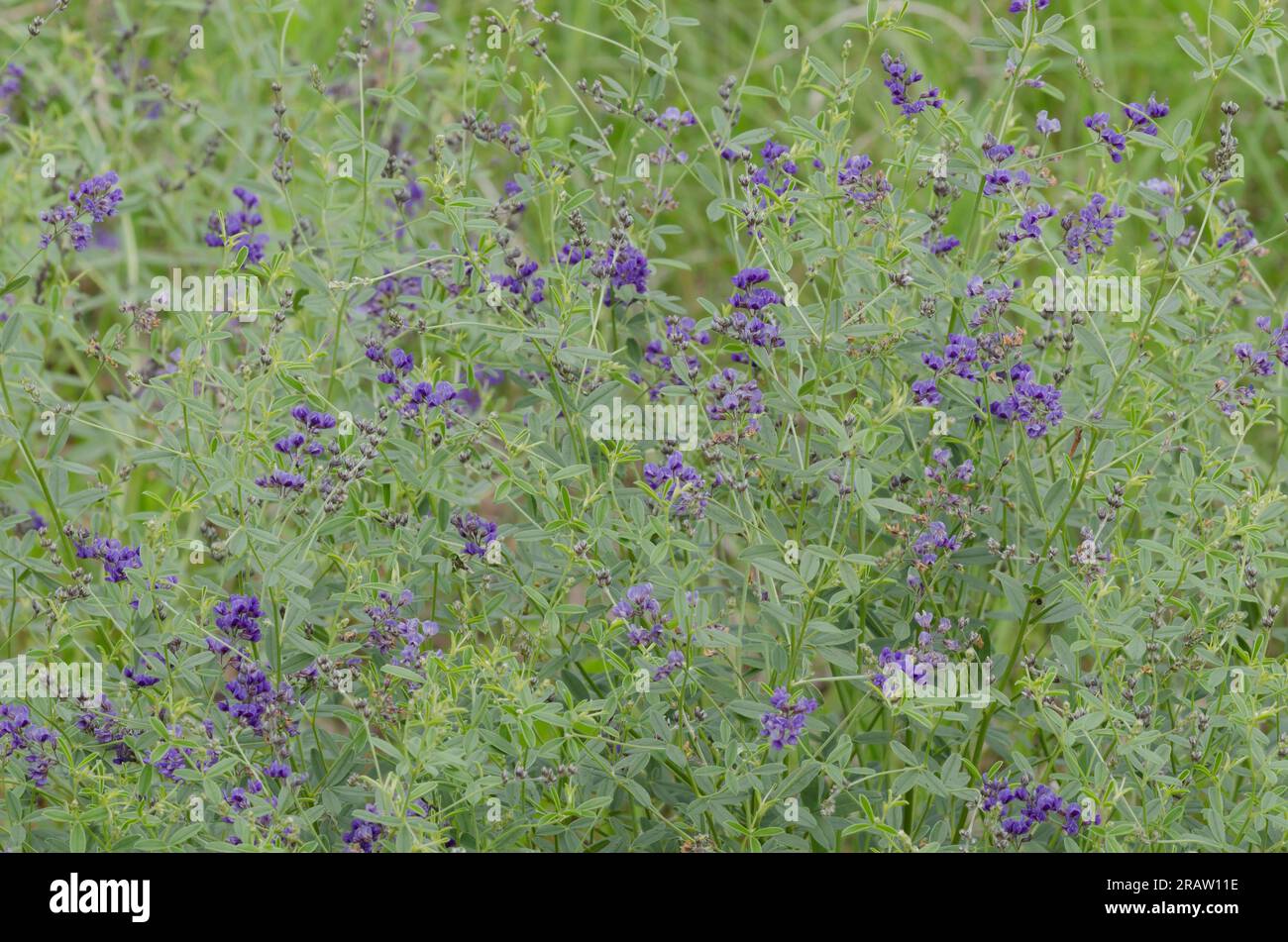 Slimflower Scurfpea, Psoralidium tenuiflorum Foto de stock