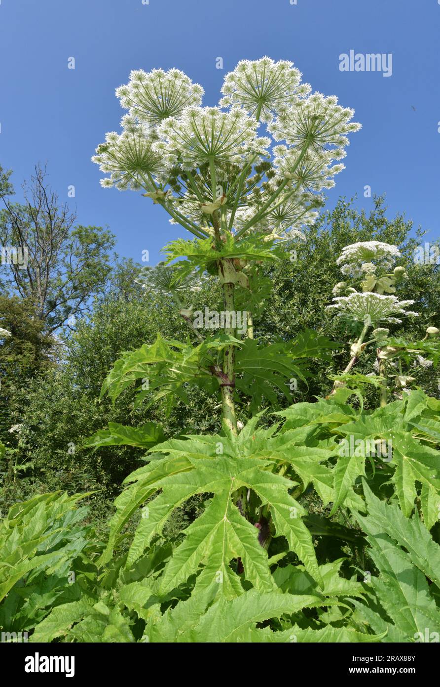 Hogweed gigante - Heracleum mantegazzianum Foto de stock