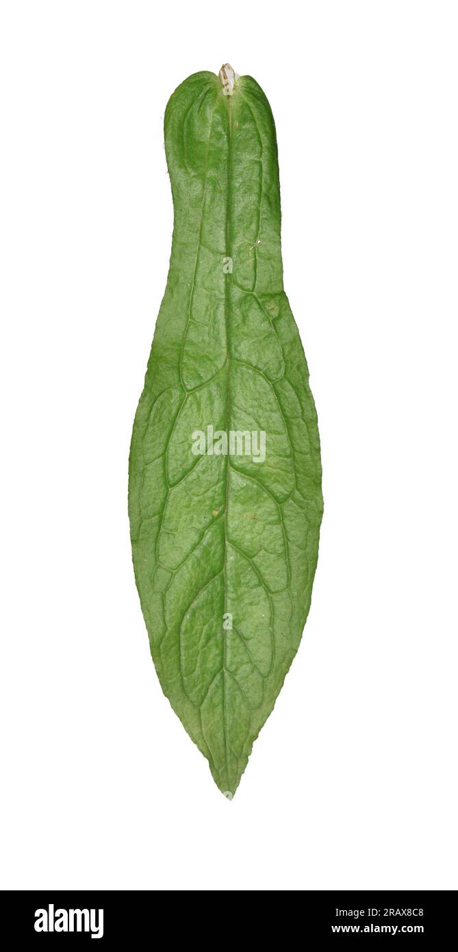 Lengua de perro verde - Cynoglossum germanicum Foto de stock