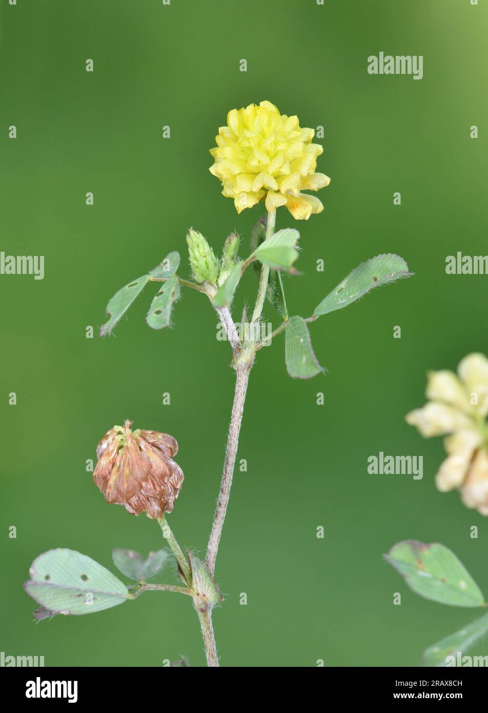Hop - trébol Trifolium campestre Foto de stock