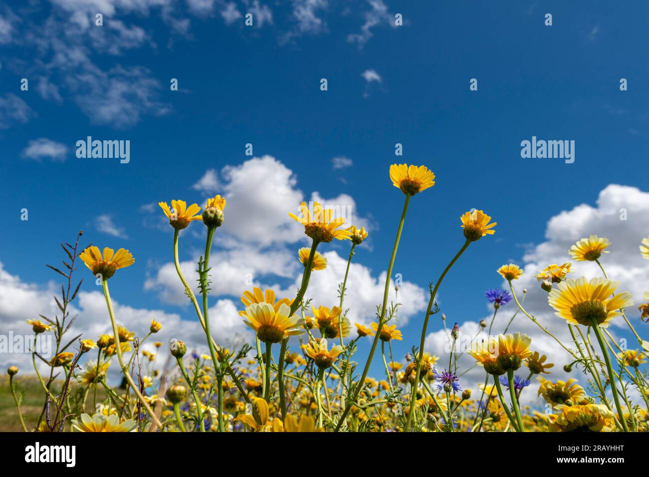 Flores silvestres en el cielo azul soleado Foto de stock