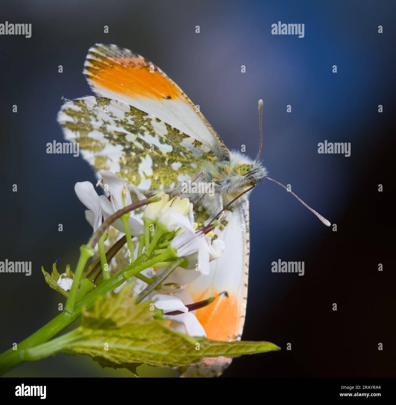 Punta de naranja, cardaminas Anthocharis, mariposa alimentándose en Una flor con alas cerradas, New Forest Reino Unido Foto de stock