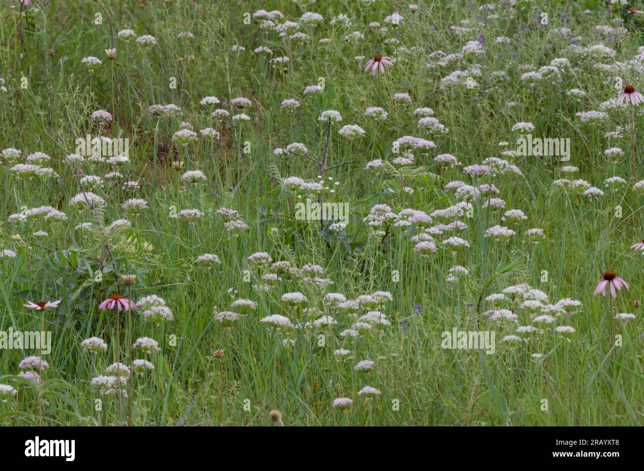 Flores silvestres, Ajo de prado, Allium canadense, Coneflower púrpura de hoja estrecha, Echinacea angustifolia, Scurfpea, Psoralidium tenuiflorum Foto de stock