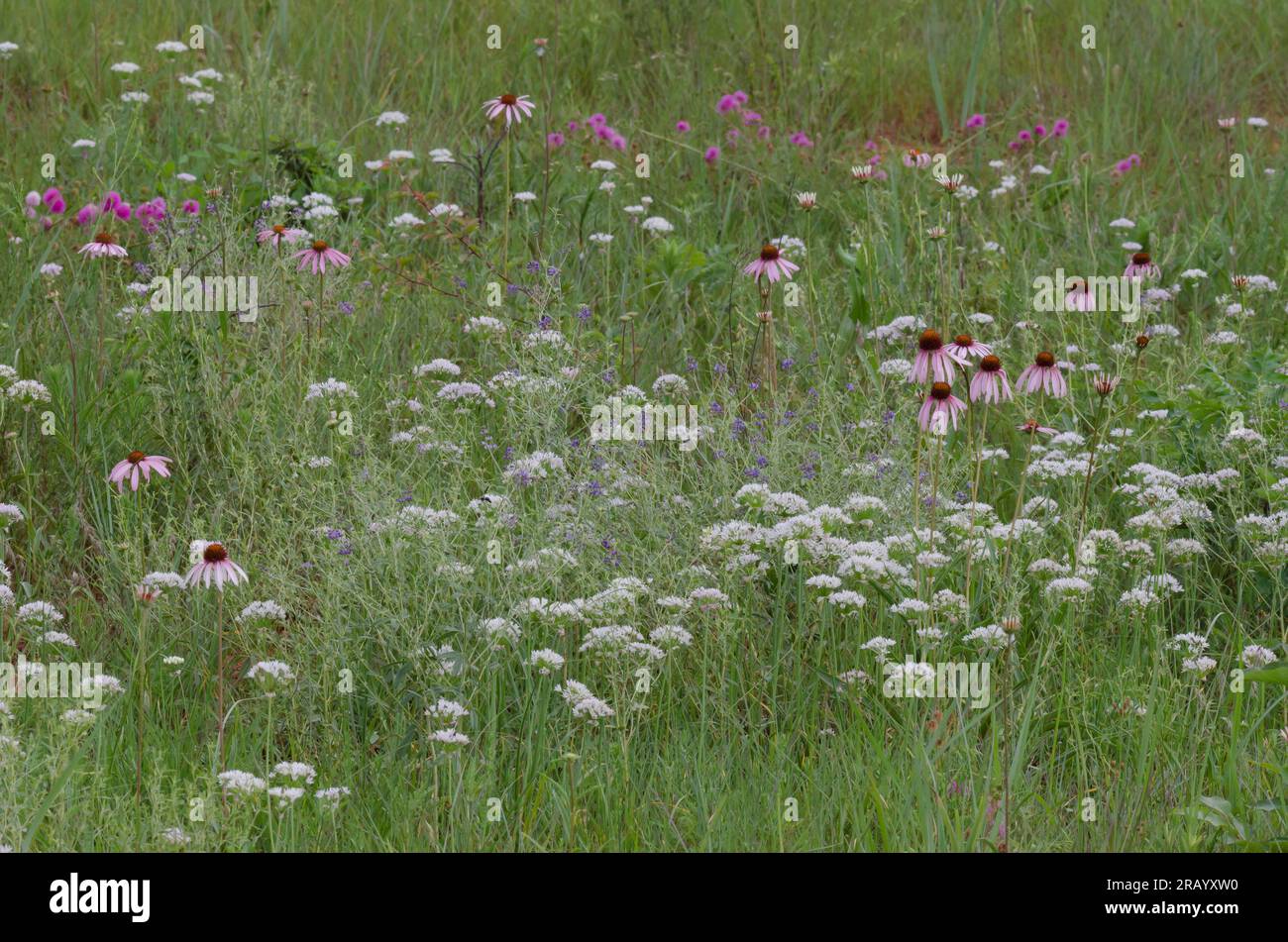 Ajo de prado, Allium canadense, Brier sensible, Mimosa nuttallii, Coneflower púrpura de hoja estrecha, Echinacea angustifolia, y más Foto de stock