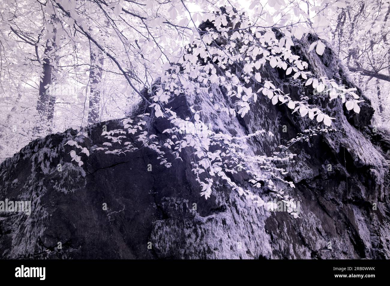 Reserva natural de schelder wald fotografías e imágenes de alta