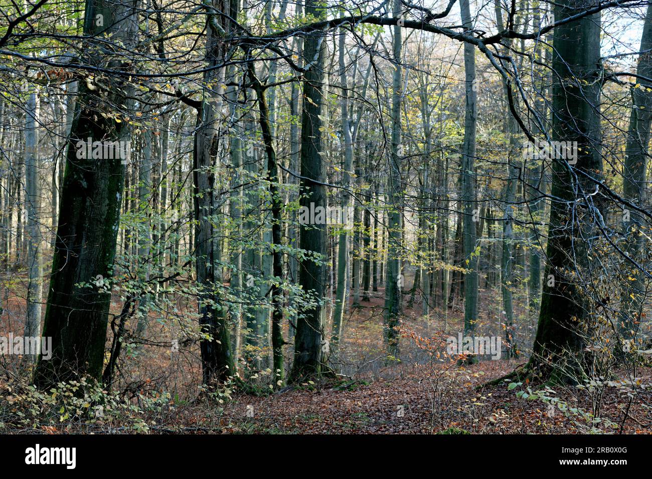 Europa, Alemania, Renania-Palatinado, Hümmel, bosque, Área forestal, árboles, hayas, hayas, Fagus, árboles viejos, formas de árboles, místico, otoño, atmósfera, nadie, silencio, nadie Foto de stock