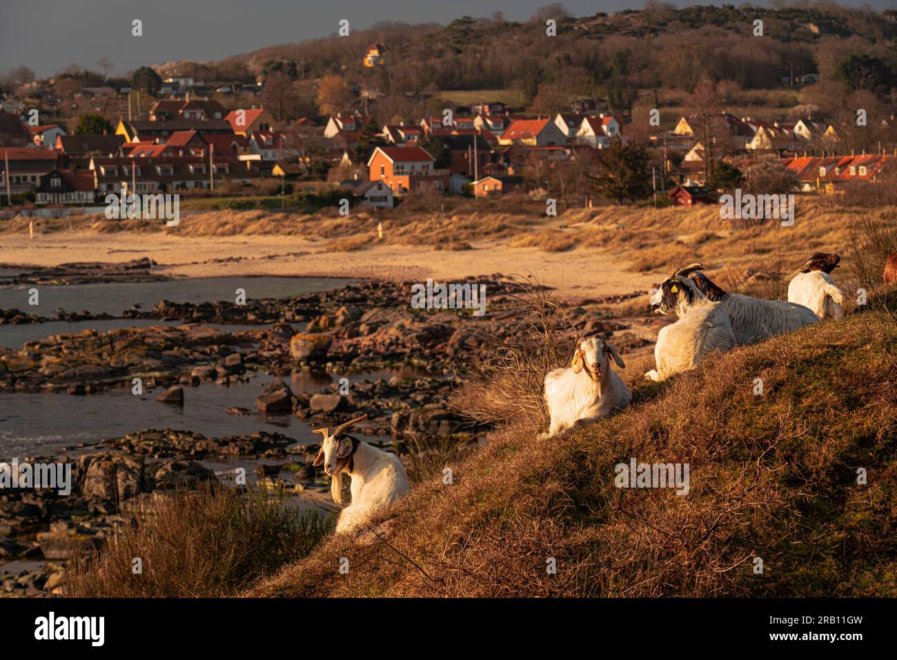 Impresión de la mañana en la zona de senderismo Hammer Odde, isla de Bornholm, Dinamarca Foto de stock