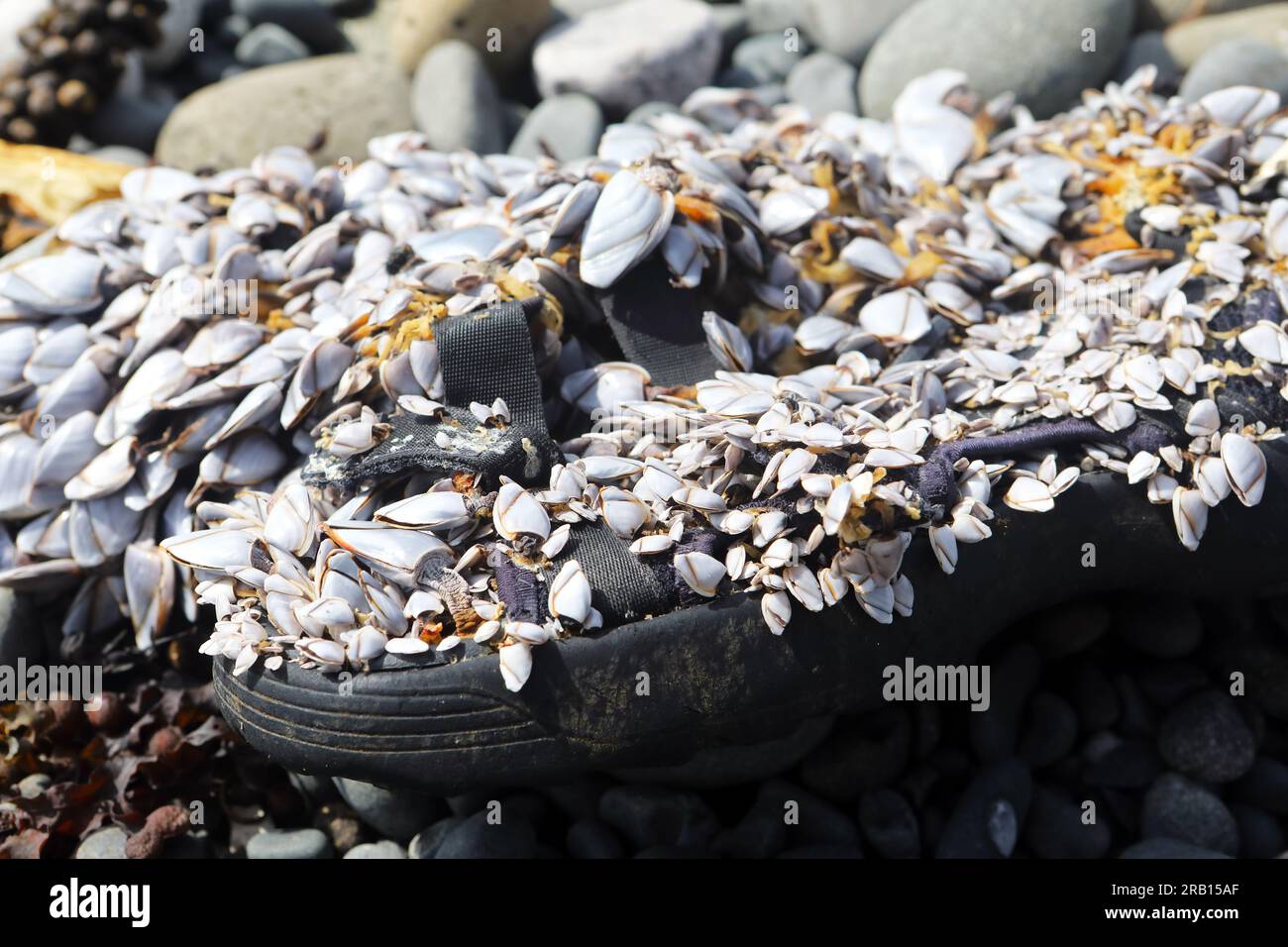 Desechos humanos en forma de sandalia de plástico desechada utilizada como hogar para Goose Barnacles en una playa aislada en las Hébridas Interiores de Escocia Foto de stock