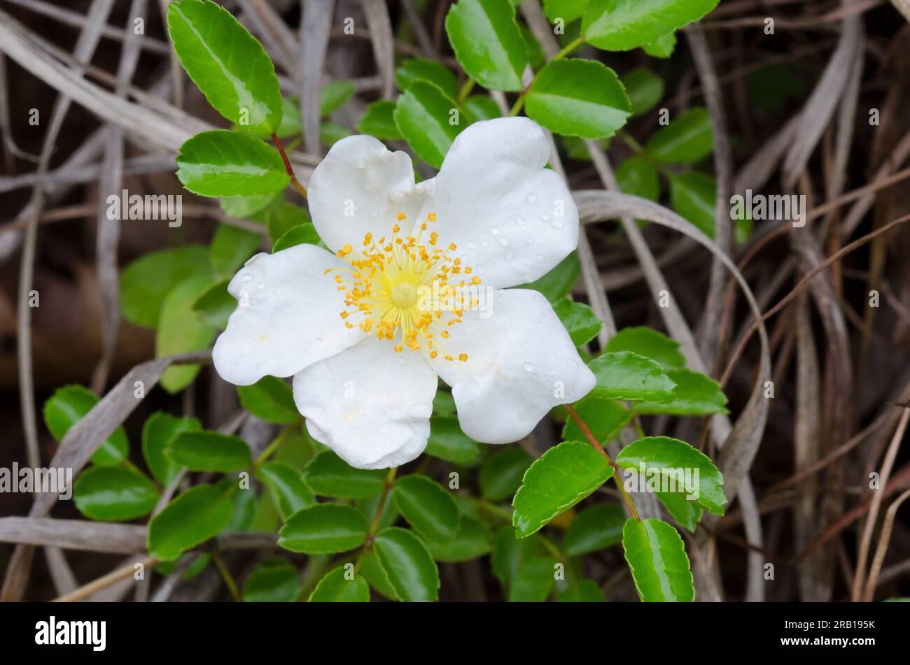 White Prairie Rose, Rosa foliolosa Foto de stock