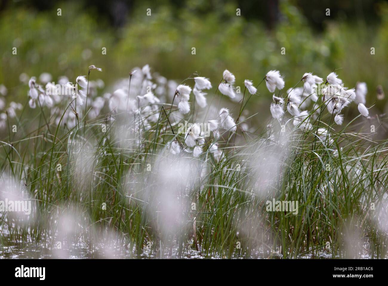 Los primeros planos de la hierba de algodón se colocan en el pantano de la granja de Tister Foto de stock