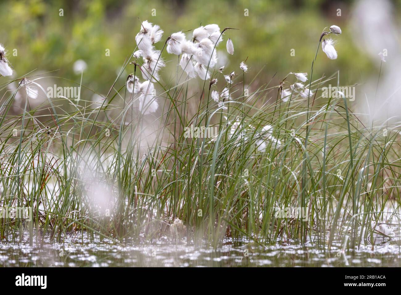 Los primeros planos de la hierba de algodón se colocan en el pantano de la granja de Tister Foto de stock