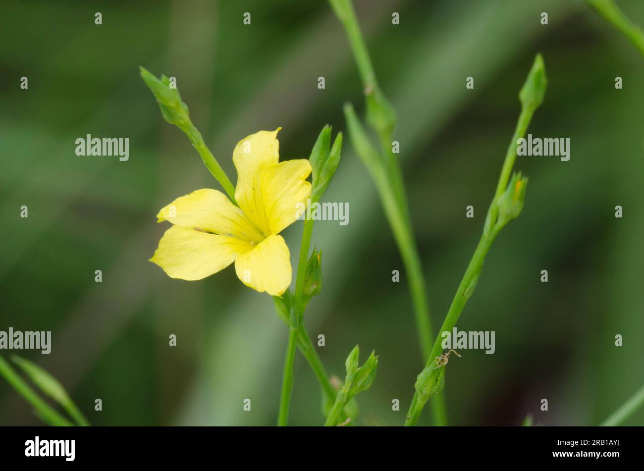 Flax amarillo ranurado, linum sulcatum Foto de stock