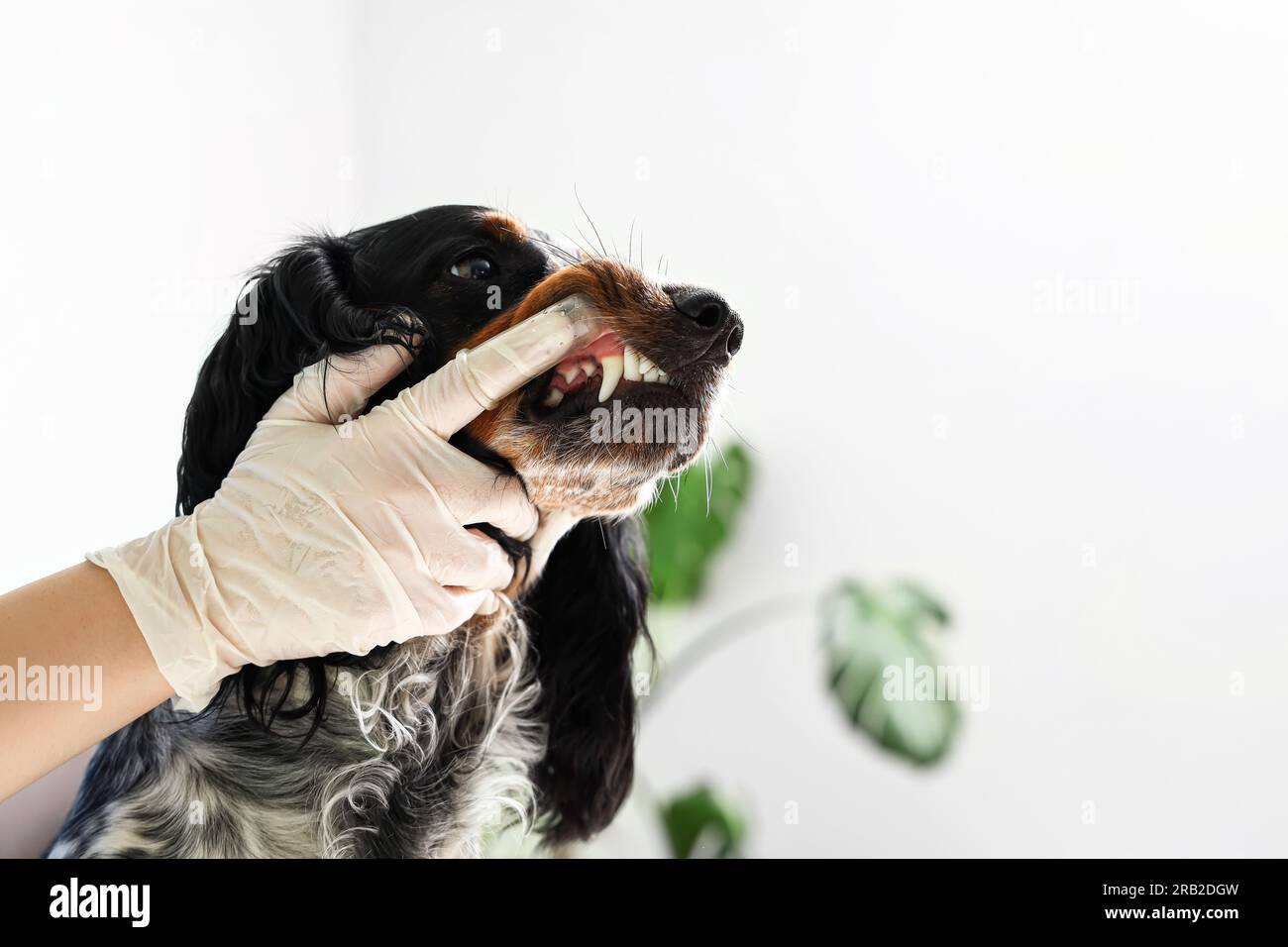 Veterinario femenino cepillando los dientes de cocker spaniel en la clínica, primer plano Foto de stock