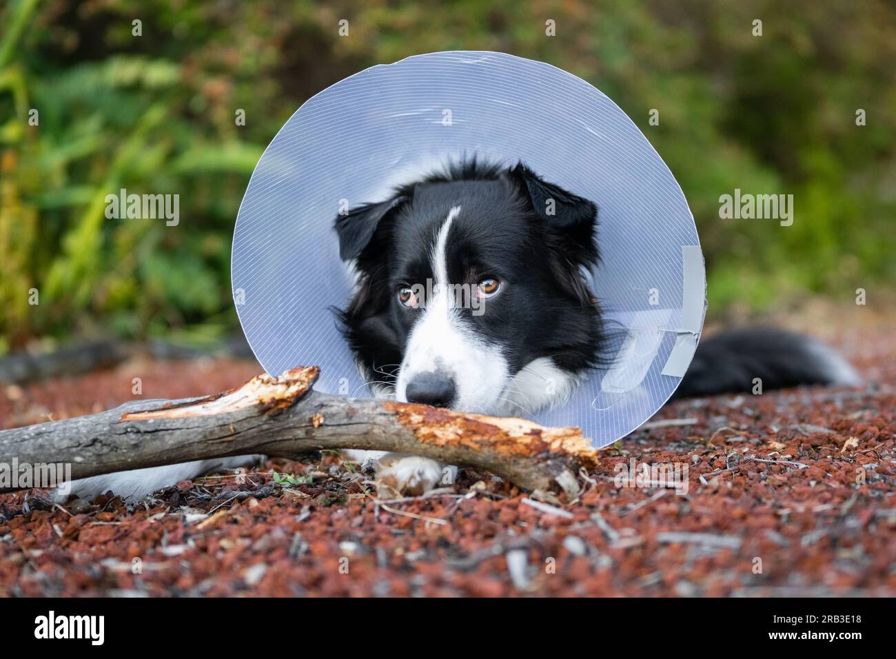 Border Collie cachorro usando un collar protector de cono y masticando el palo Foto de stock