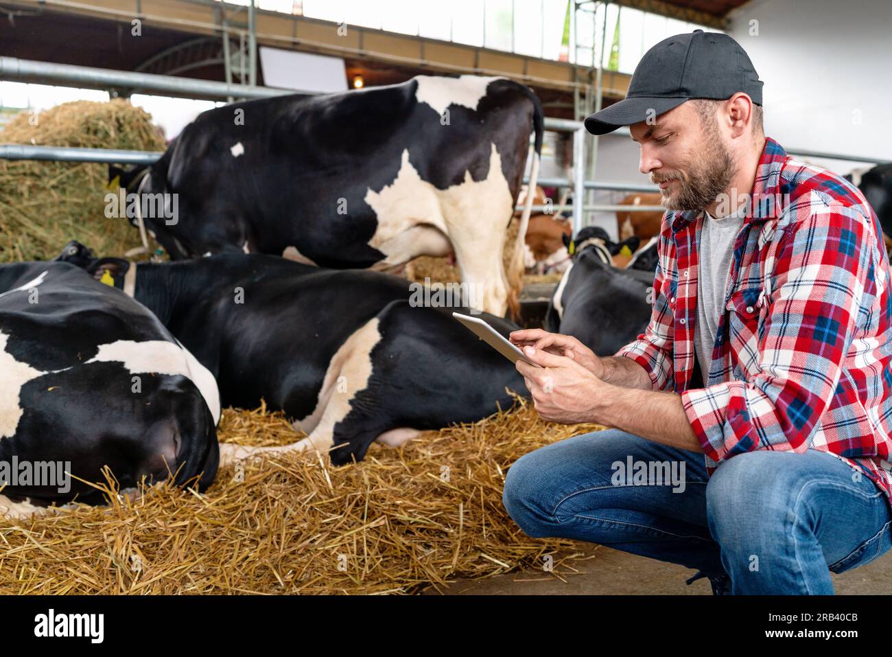 Tecnología digital e inalámbrica en explotaciones ganaderas y lecheras. El agricultor utiliza una tableta digital en la cría de animales. Foto de stock