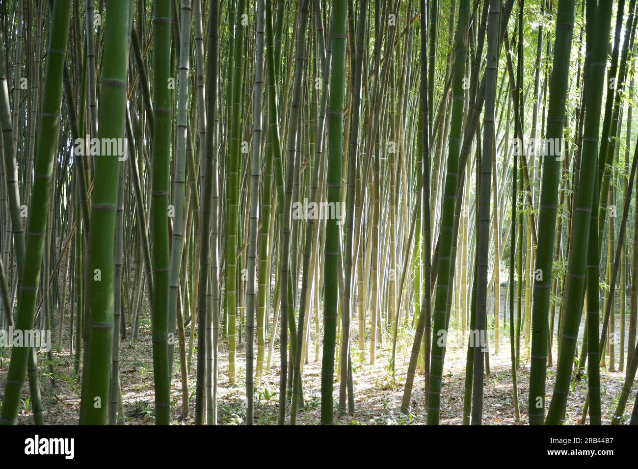 tallo de bambú en el bosque en la mañana soleada en el jardín Foto de stock