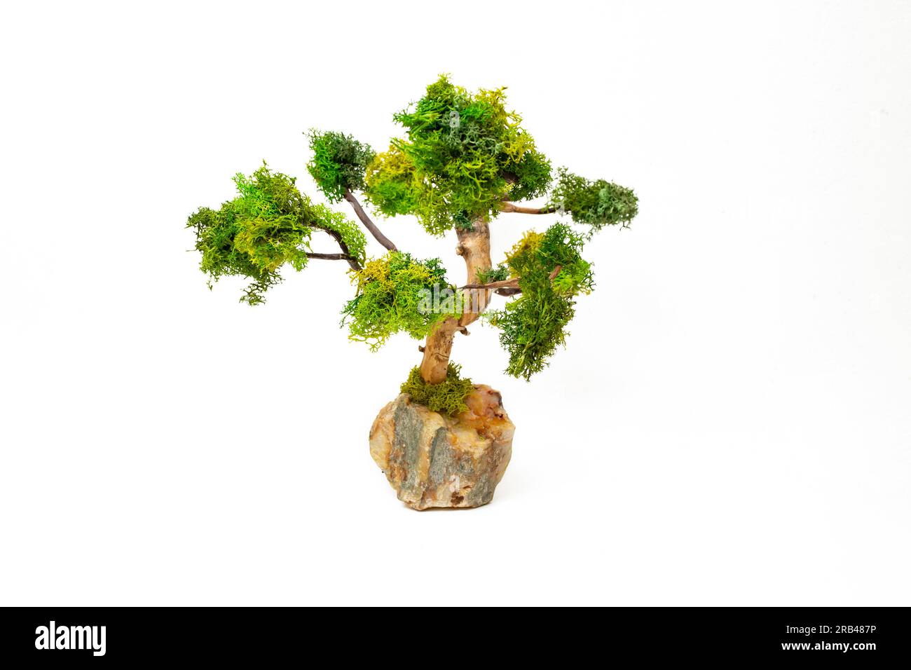 El árbol de Bonsai hizo conramas de sauce y estabilizó el liquen en una