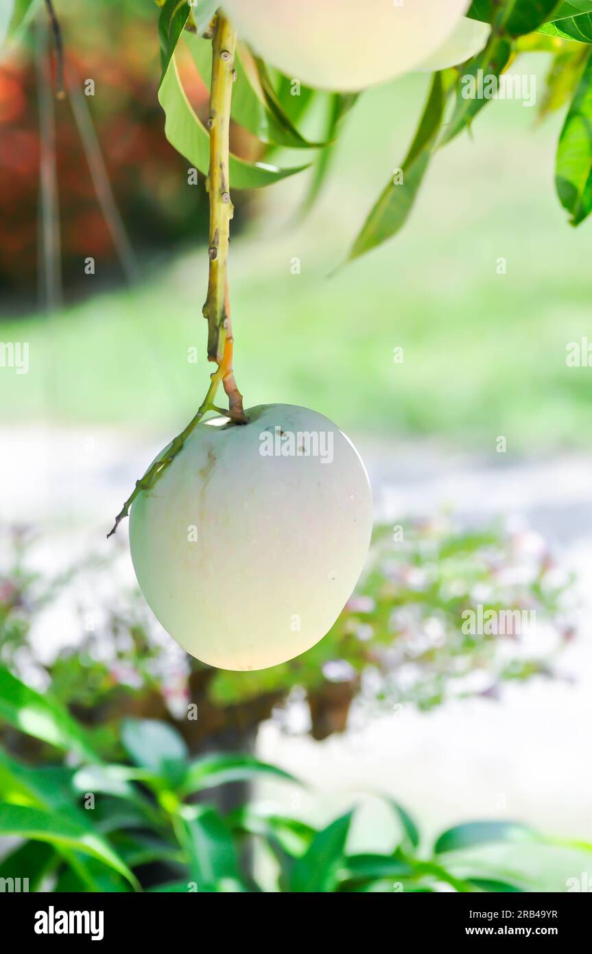 Mangifera indica, semilla de mango o mango en el árbol de mango Foto de stock