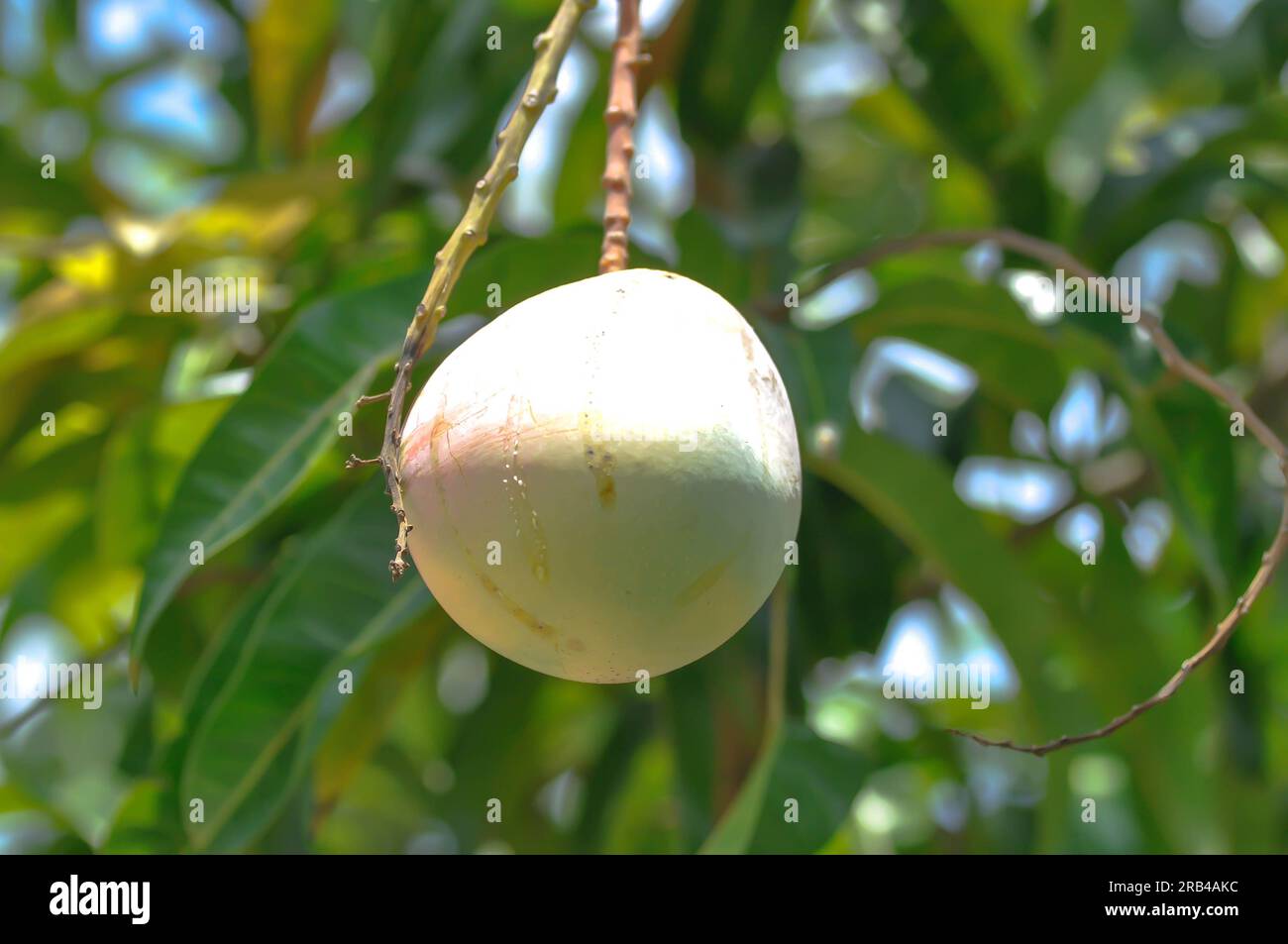 Mangifera indica, semilla de mango o mango en árbol de mango Foto de stock