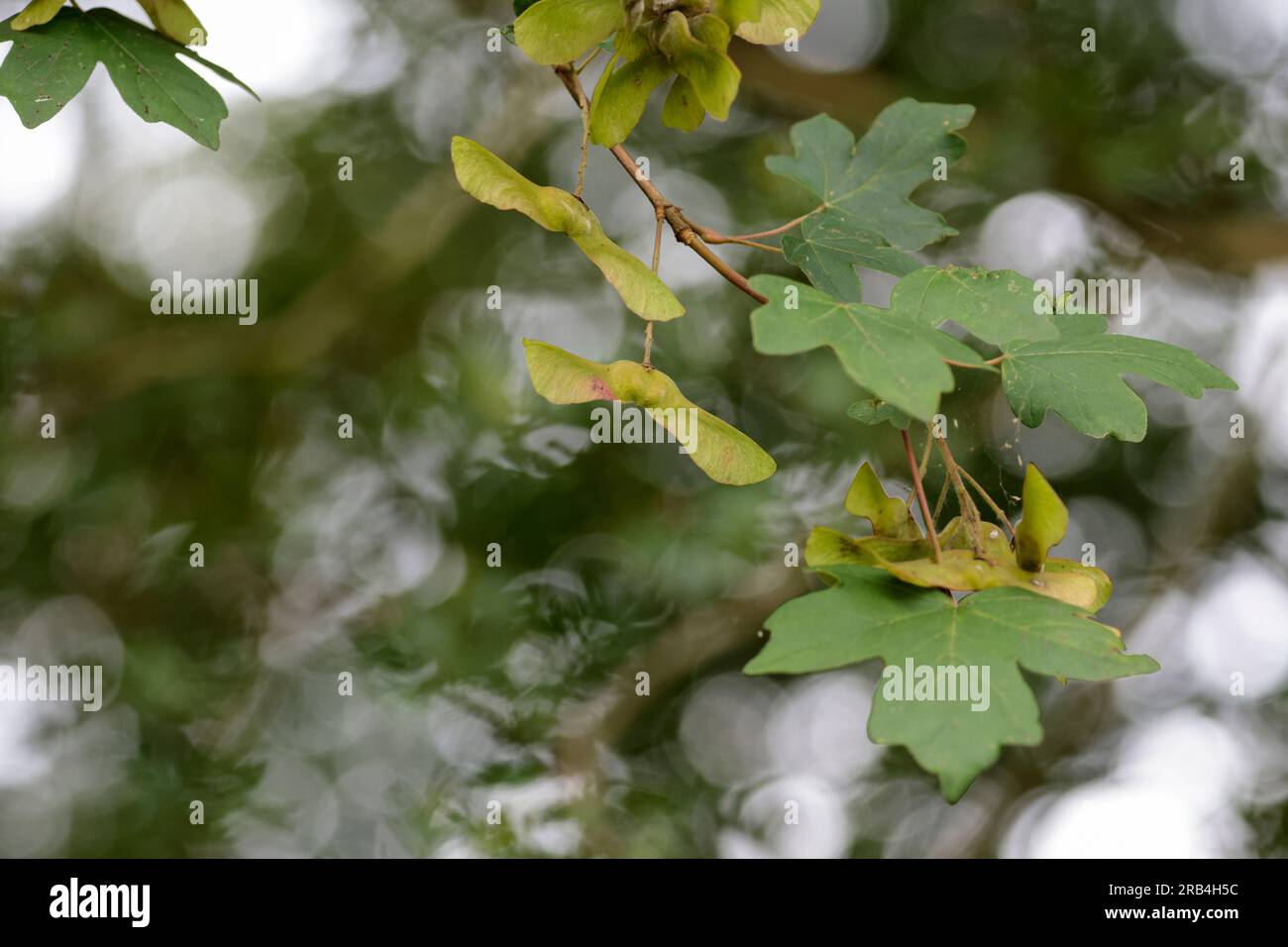 Sycamore Acer pseudoplatanus, cinco hojas lobuladas con márgenes dentados con vainas de semillas como pares alados de acción de helicóptero cuando se caen juntos o se dividen Foto de stock