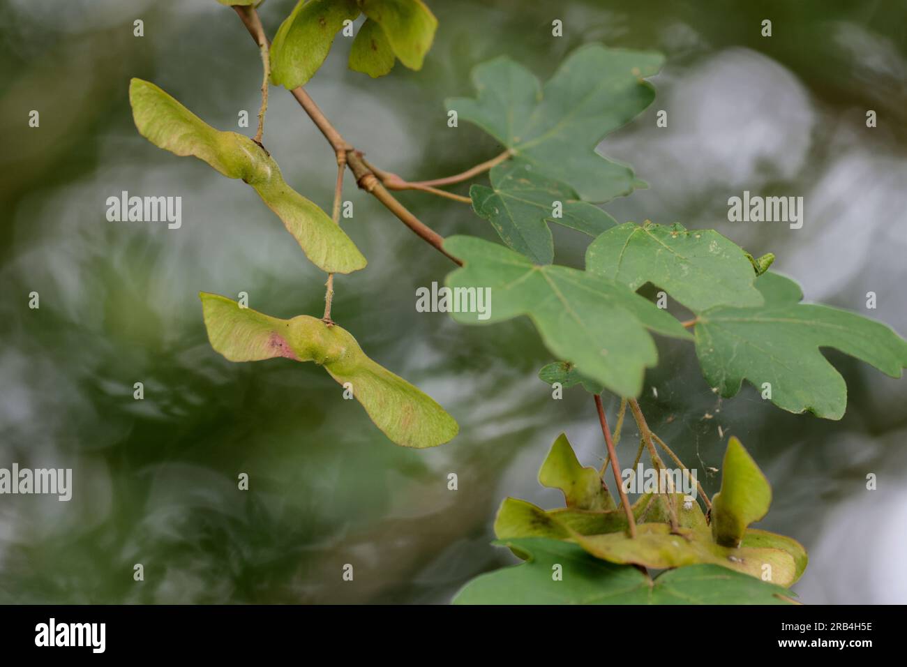 Sycamore Acer pseudoplatanus, cinco hojas lobuladas con márgenes dentados con vainas de semillas como pares alados de acción de helicóptero cuando se caen juntos o se dividen Foto de stock
