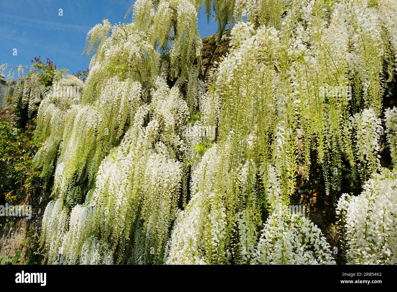 Floración wisteria floribunda 'marobotrys' alba - John Gollop Foto de stock