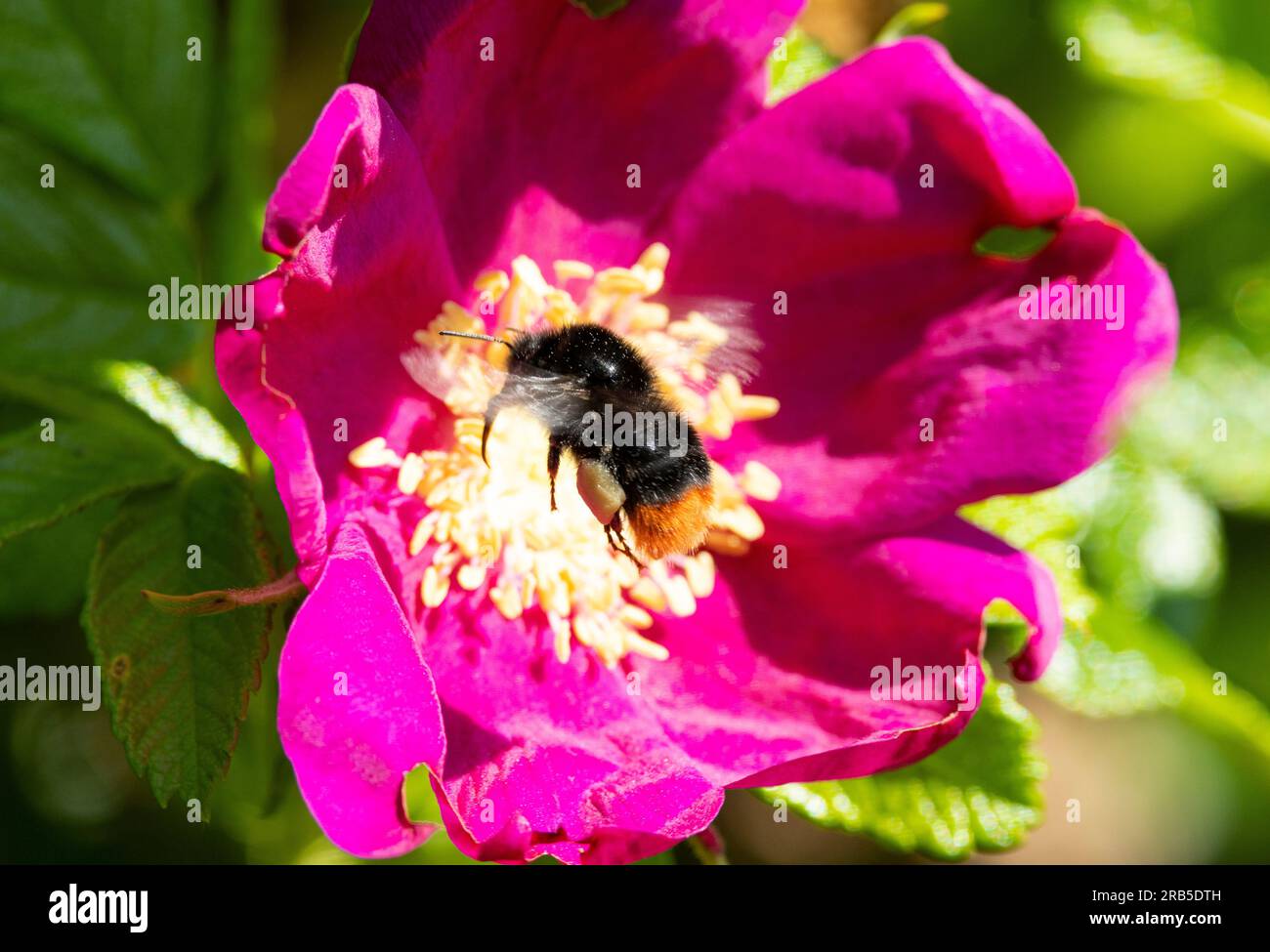 Un Bumble-bee de cola roja vuela en la flor de una rosa japonesa. Son polinizadores importantes y una flor como esta ofrece una rica recompensa en polen Foto de stock
