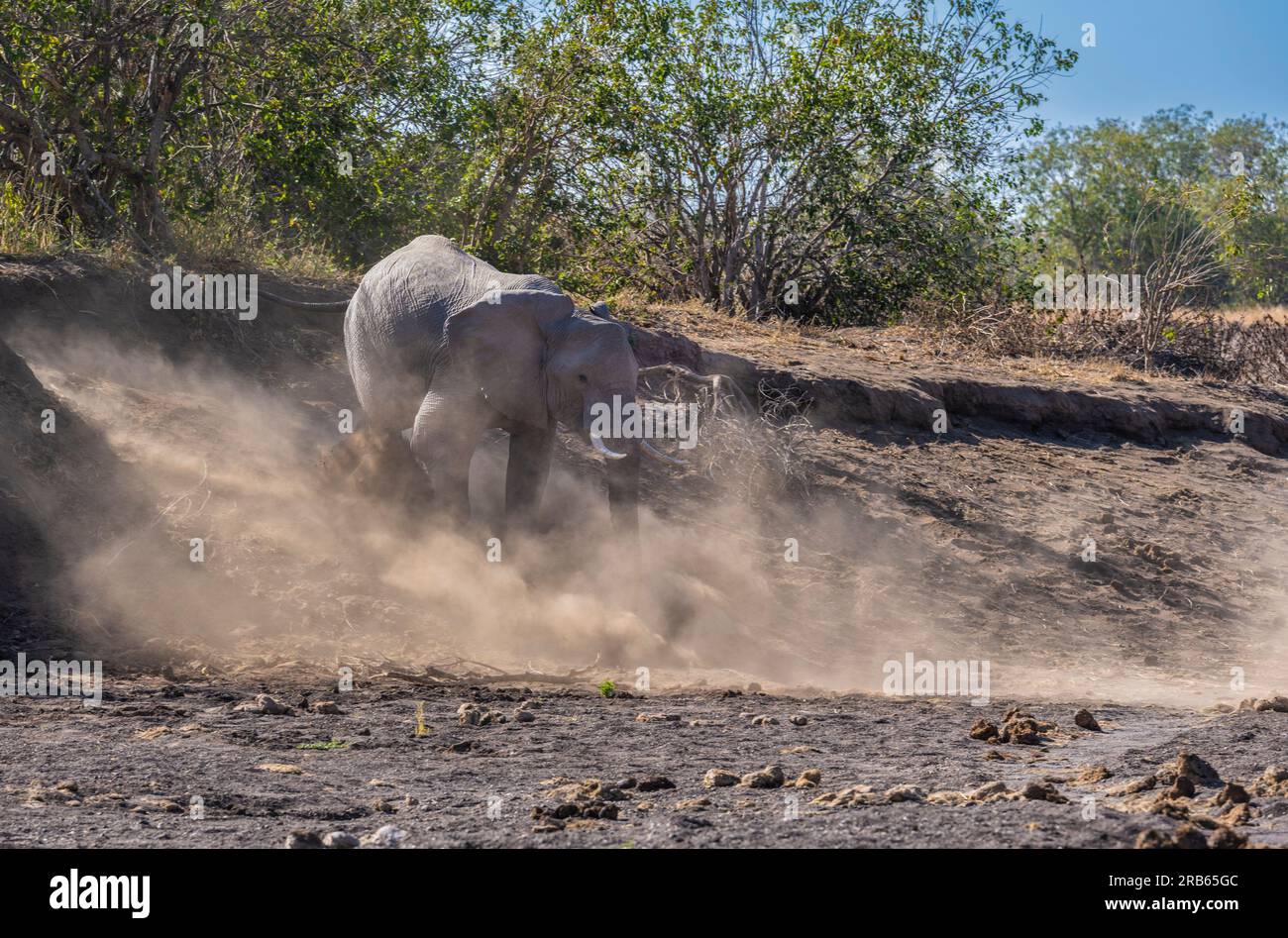Cría de elefantes Afican en la Reserva de Caza de Mashatu Euphorbia en Botswana. Foto de stock