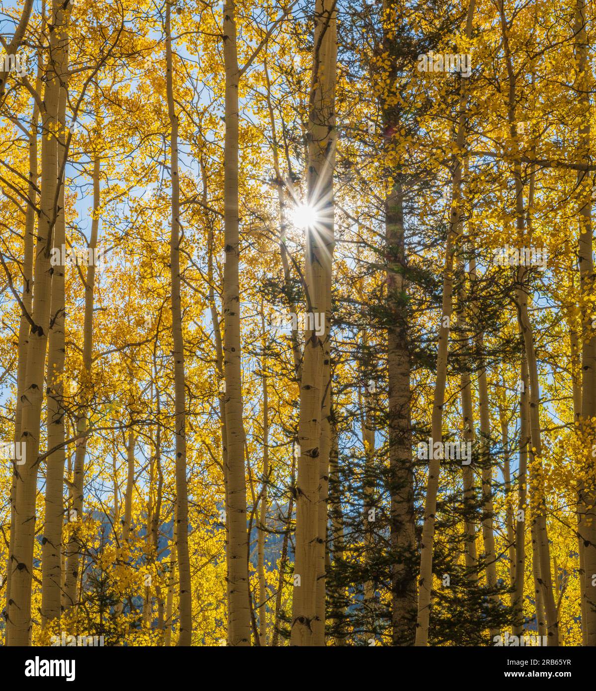 El efecto Starburst en American Aspens trae color otoñal en Colorado. Foto de stock
