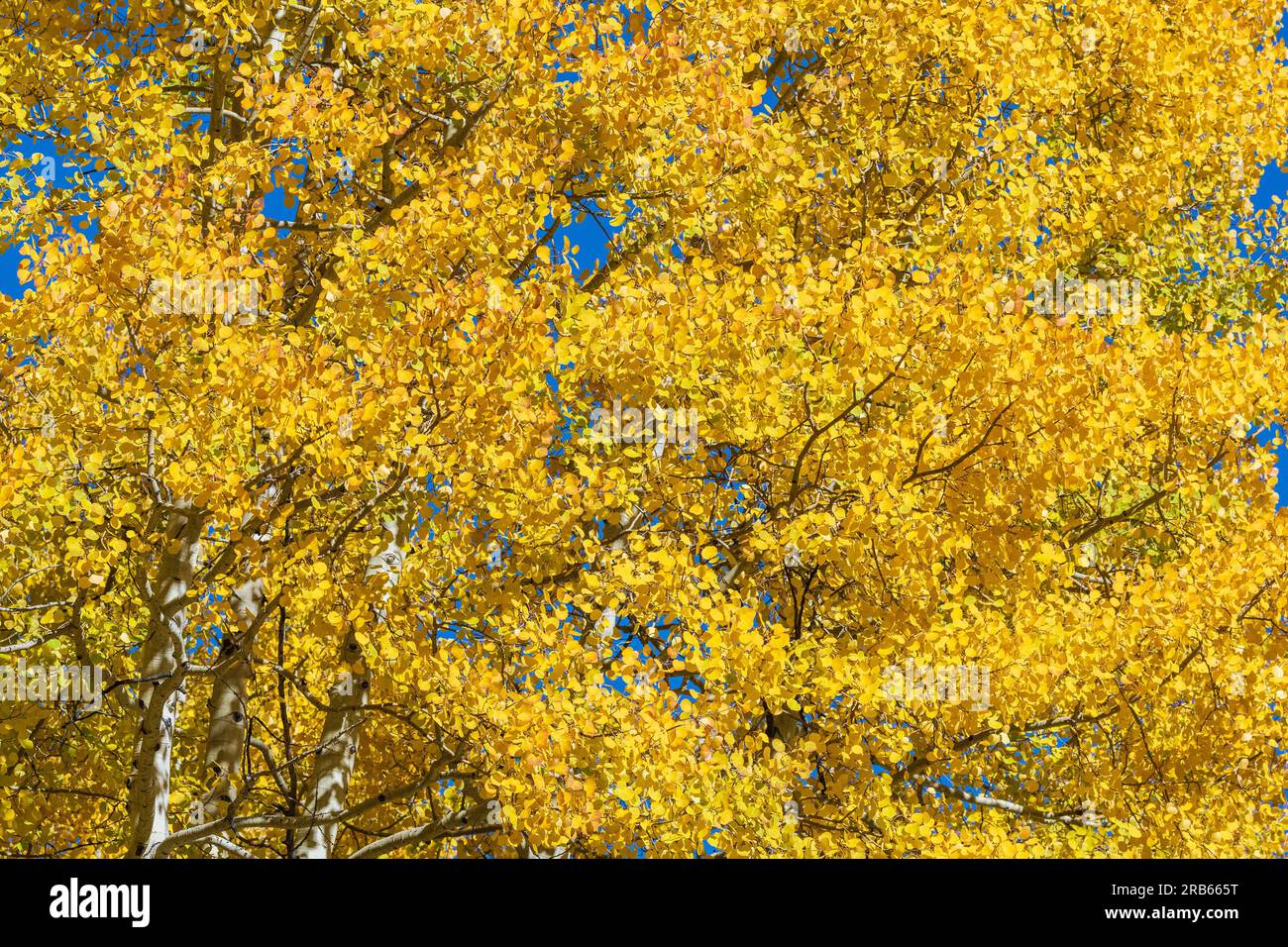 Las hojas doradas de American Aspens traen color otoñal en Colorado. Foto de stock