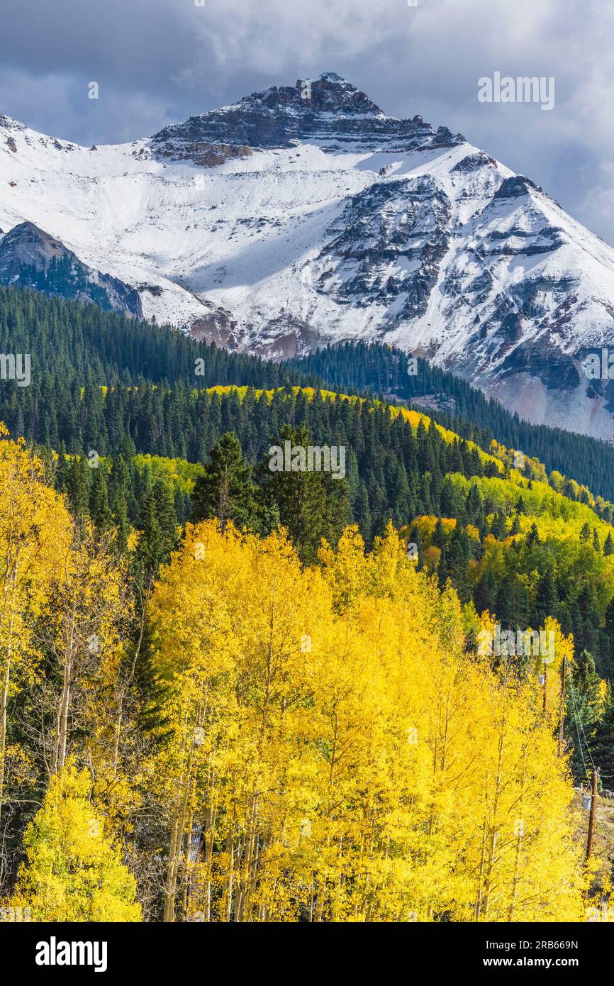 Color de otoño en los árboles de Aspen cerca de Telluride, Colorado. Foto de stock