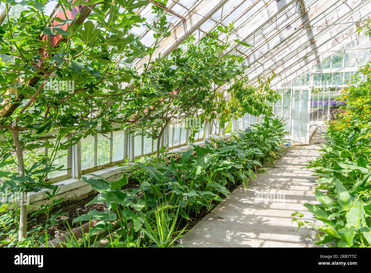 Plantas que crecen dentro de invernadero, jardín de cocina amurallado Redisham Hall jardines y vivero de plantas, Redisham, Suffolk, Inglaterra, Reino Unido Foto de stock