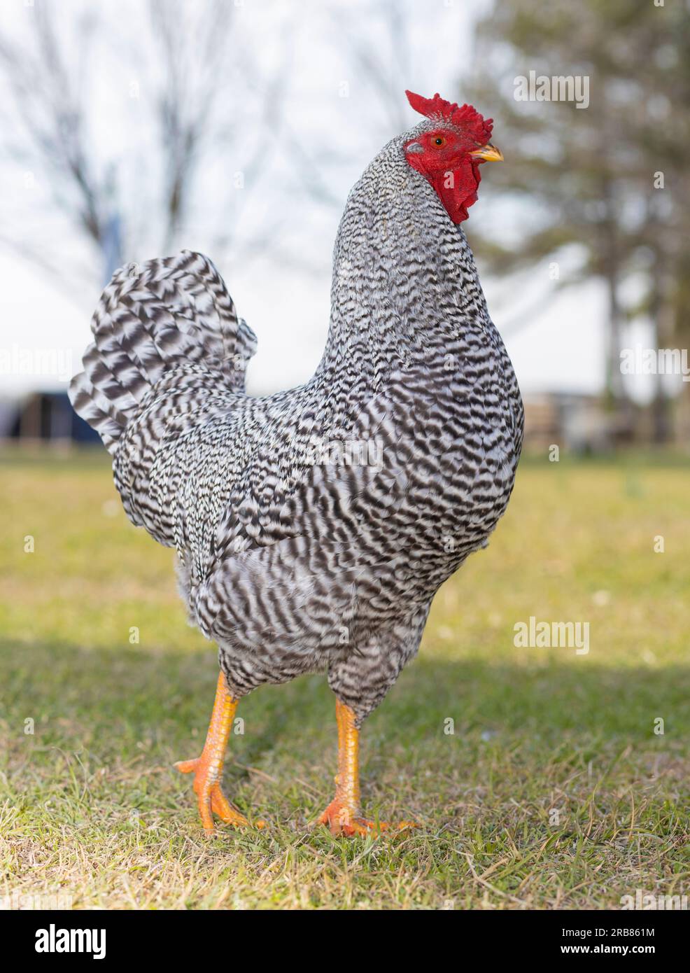 Orgulloso gallo que es un pollo de la raza Domiinique Foto de stock