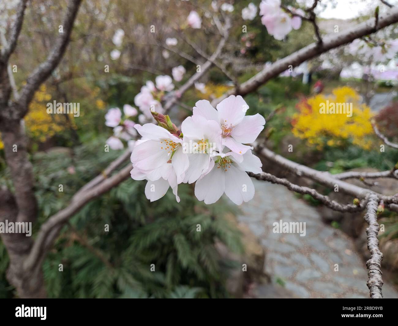 sakura rosa claro florece en la rama en el jardín Foto de stock