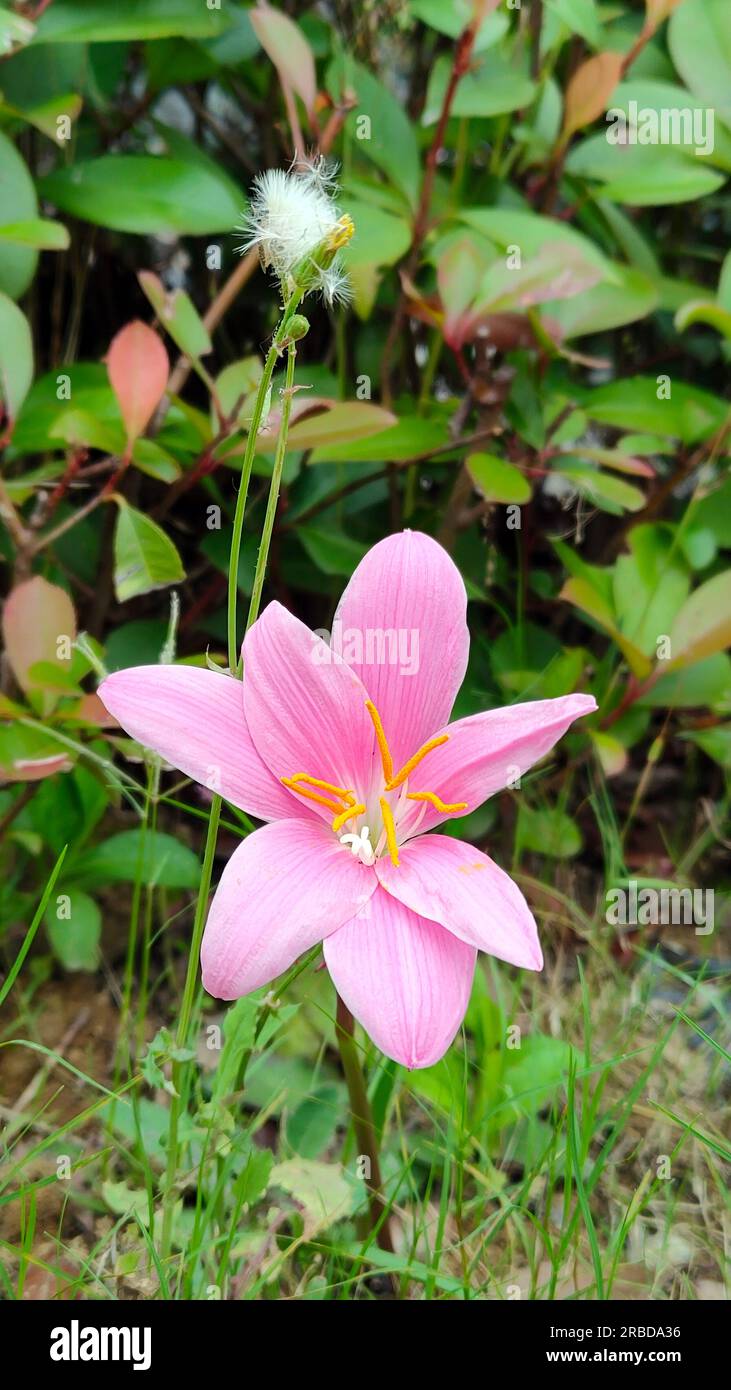 una flor rosada aislada con estambres amarillos en el jardín Foto de stock