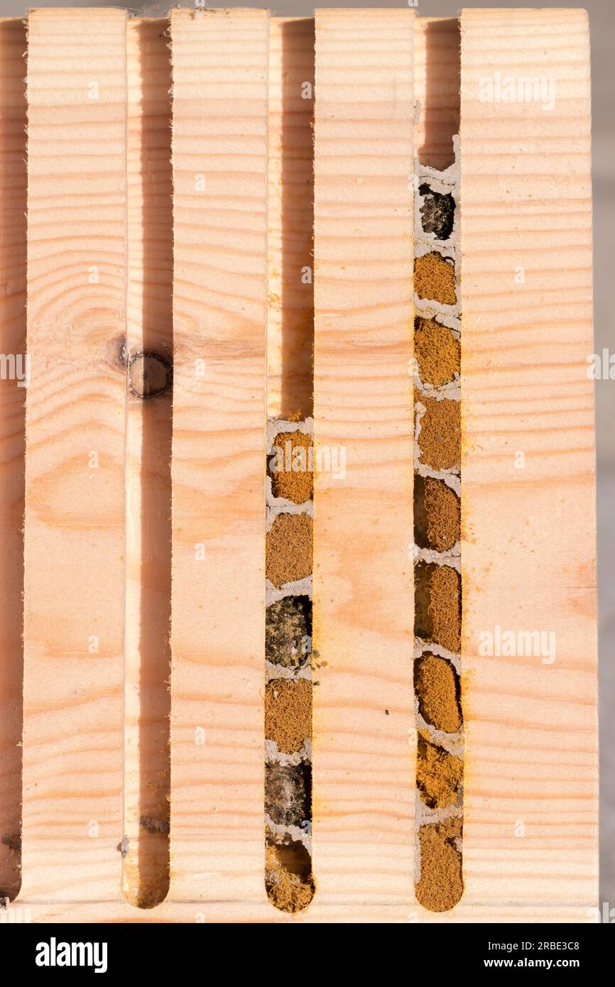 Osmia bicornis Nido de células de cría de abeja Red Mason común Foto de stock