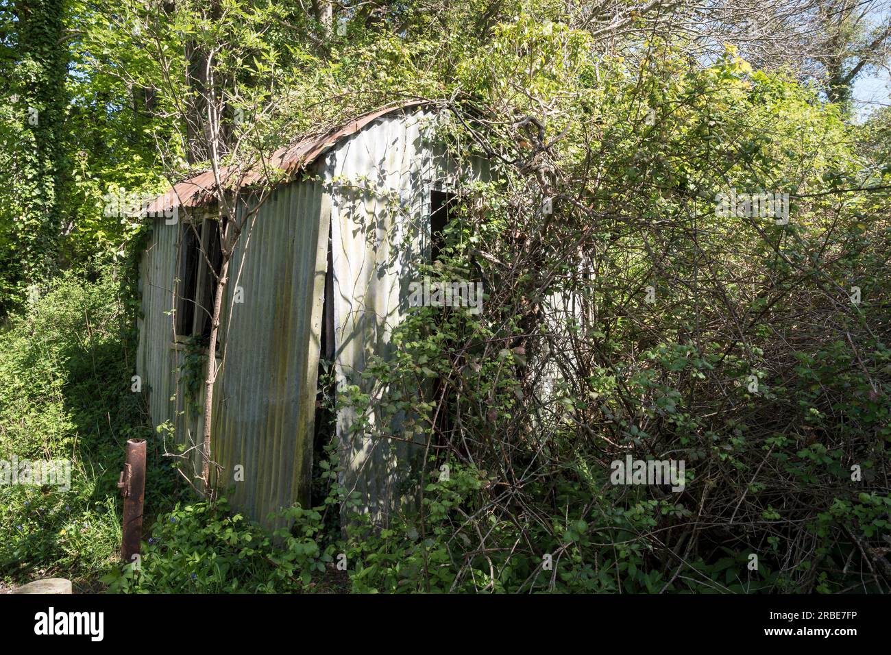 Cobertizo de estaño abandonado y cubierto en un bosque galés Foto de stock