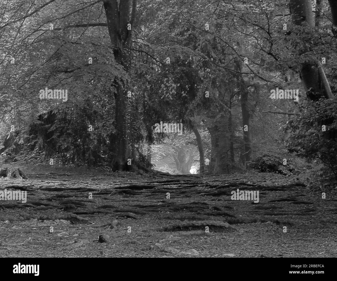 Bosque en un día soleado de verano. El sol está brillando. Paisaje solitario. Imagen en blanco y negro. No hay gente. Foto de stock