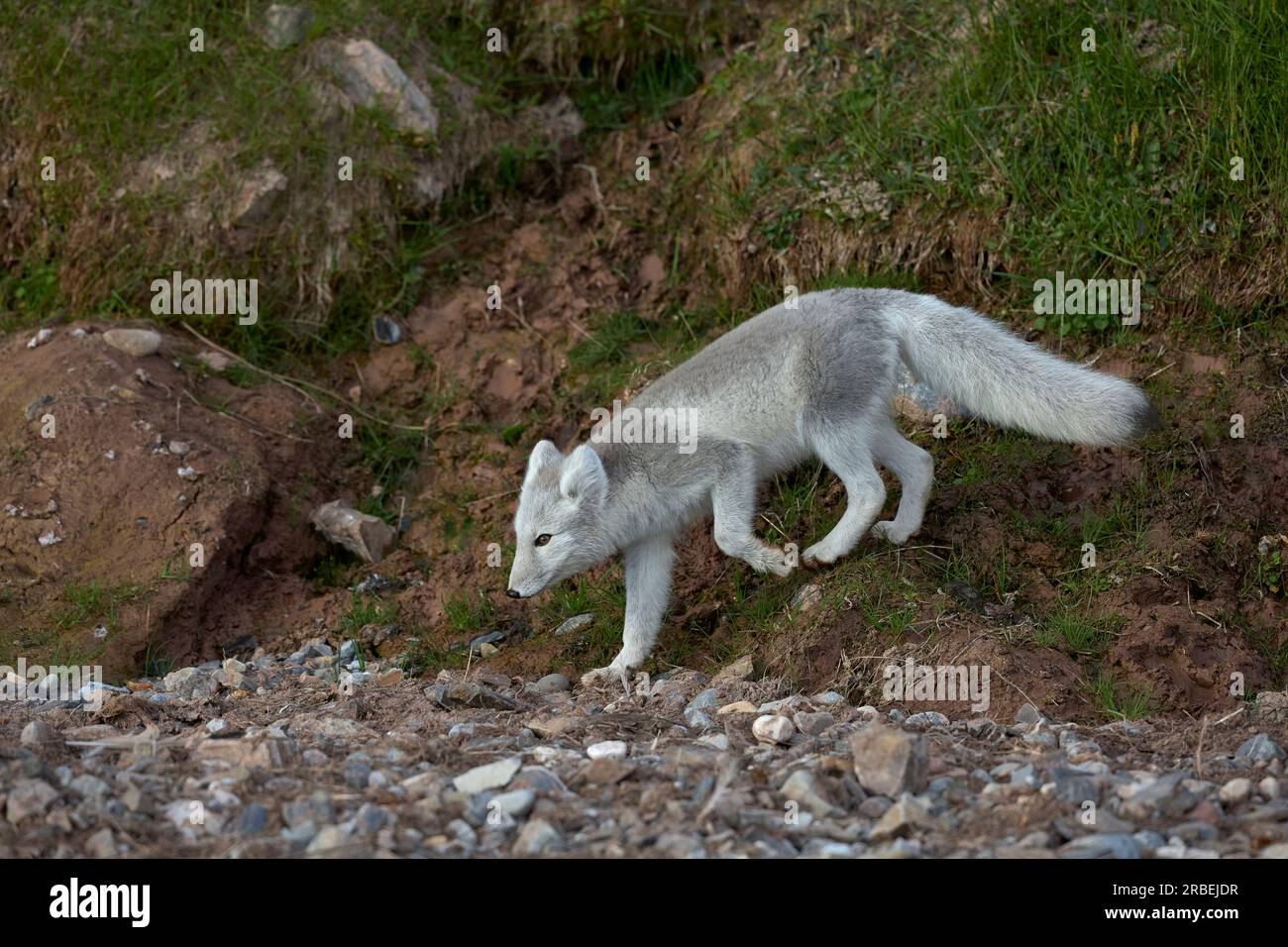 Zorro ártico en una playa ártica Foto de stock